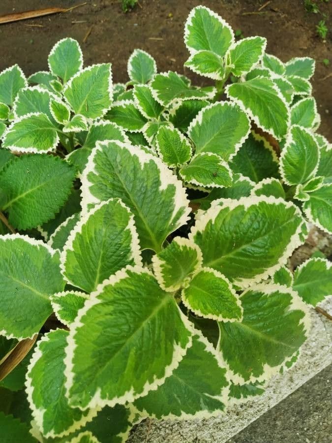 Coleus 14