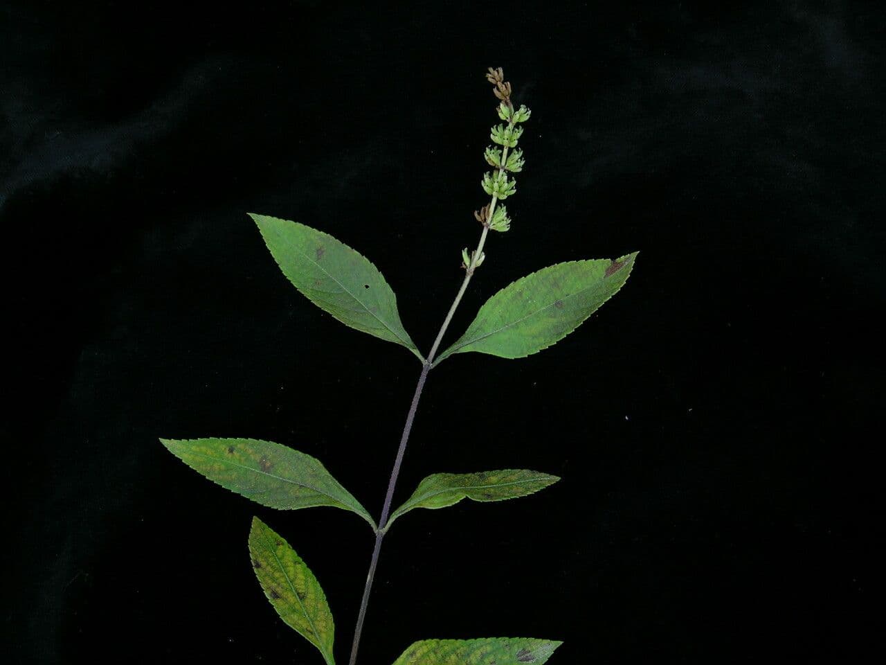 Platostoma 8