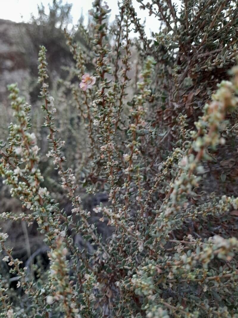 Pteropyrum 9