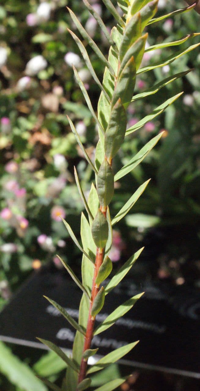 Pimelea 10