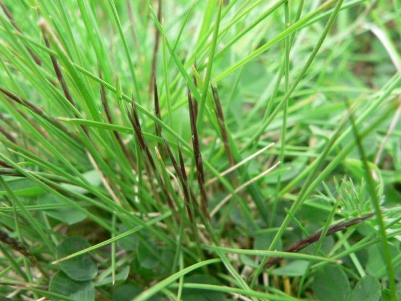Cervino 20