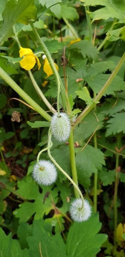 Schölkraut 5