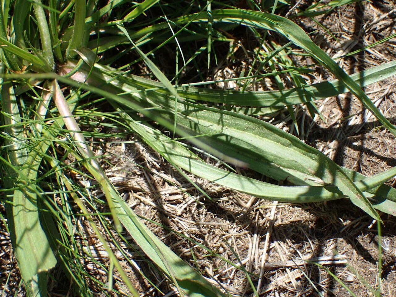 Scorzonera minore 17