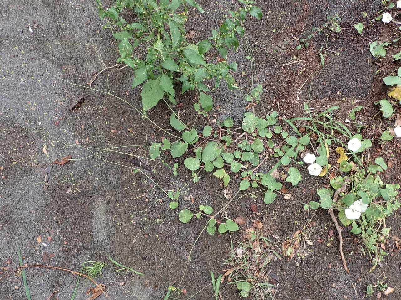 Boerhavia diffusa 16