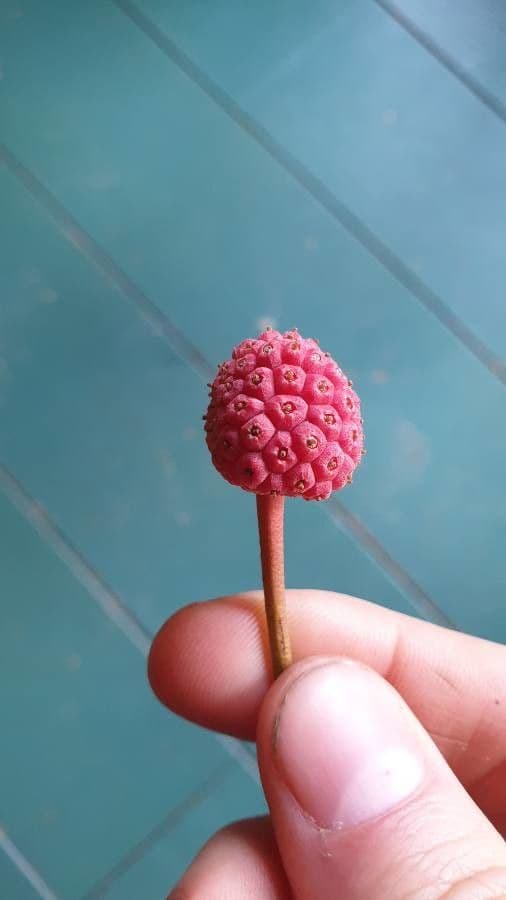 Cornus