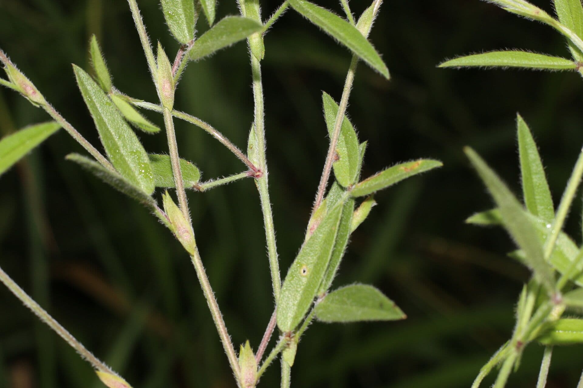 Zornia reticolata 17