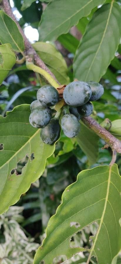 Ylang-ylang 2