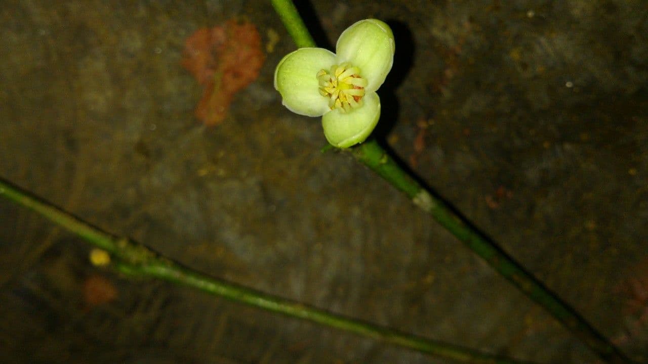 Peltostigma 8