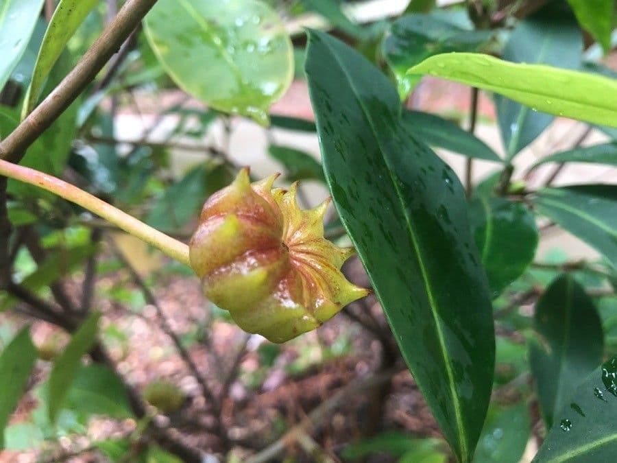 Sternanis