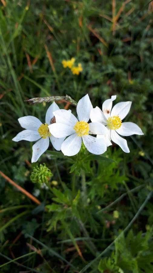 Anemone narcissiflora 10