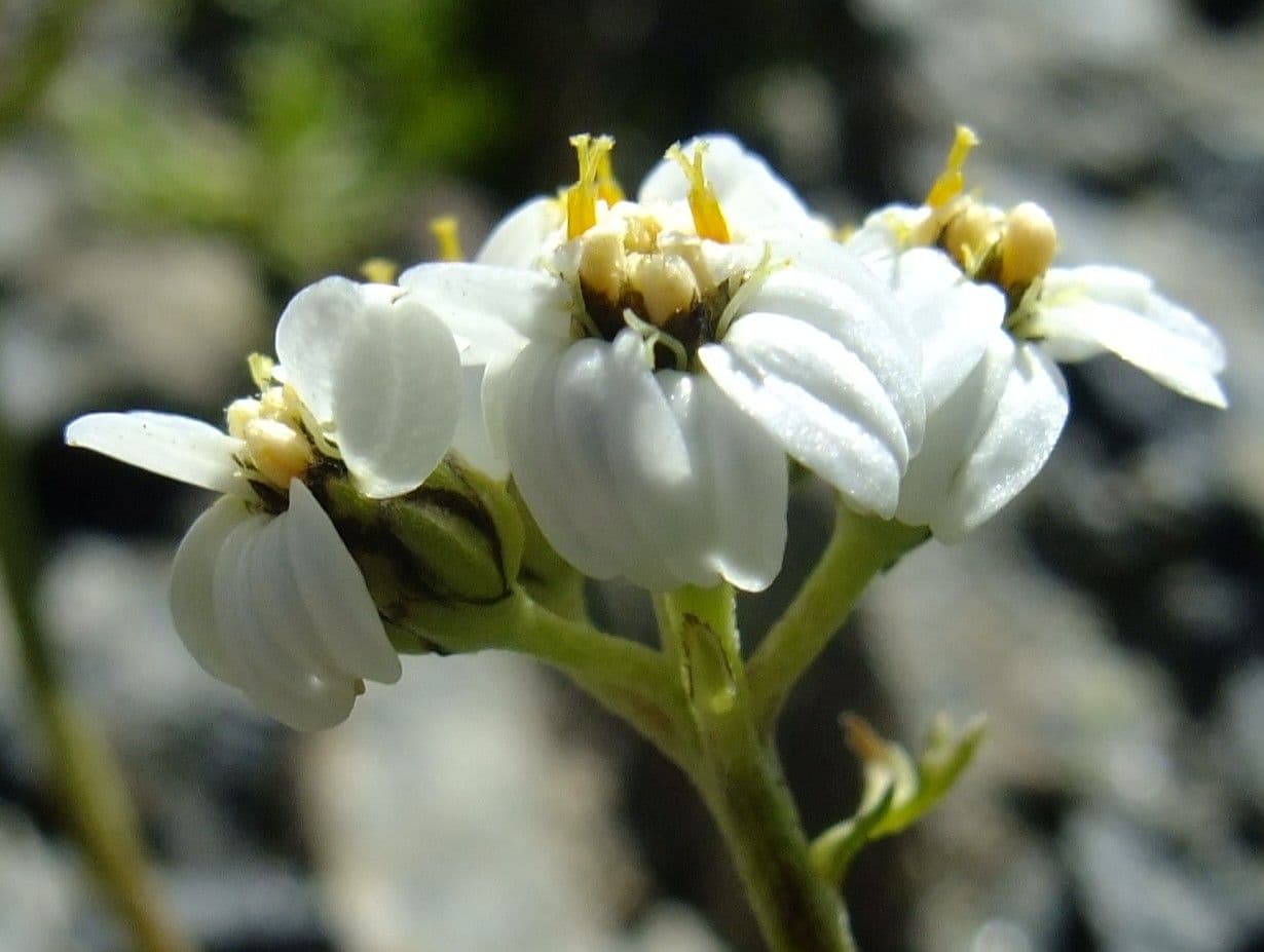 Achillea erba-rotta 2