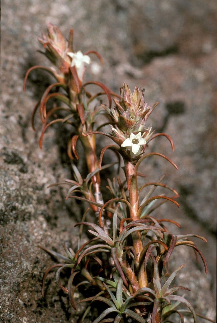 Dracophyllum 2