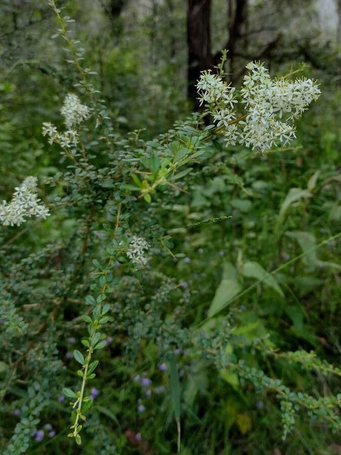 Bursaria spinosa 11