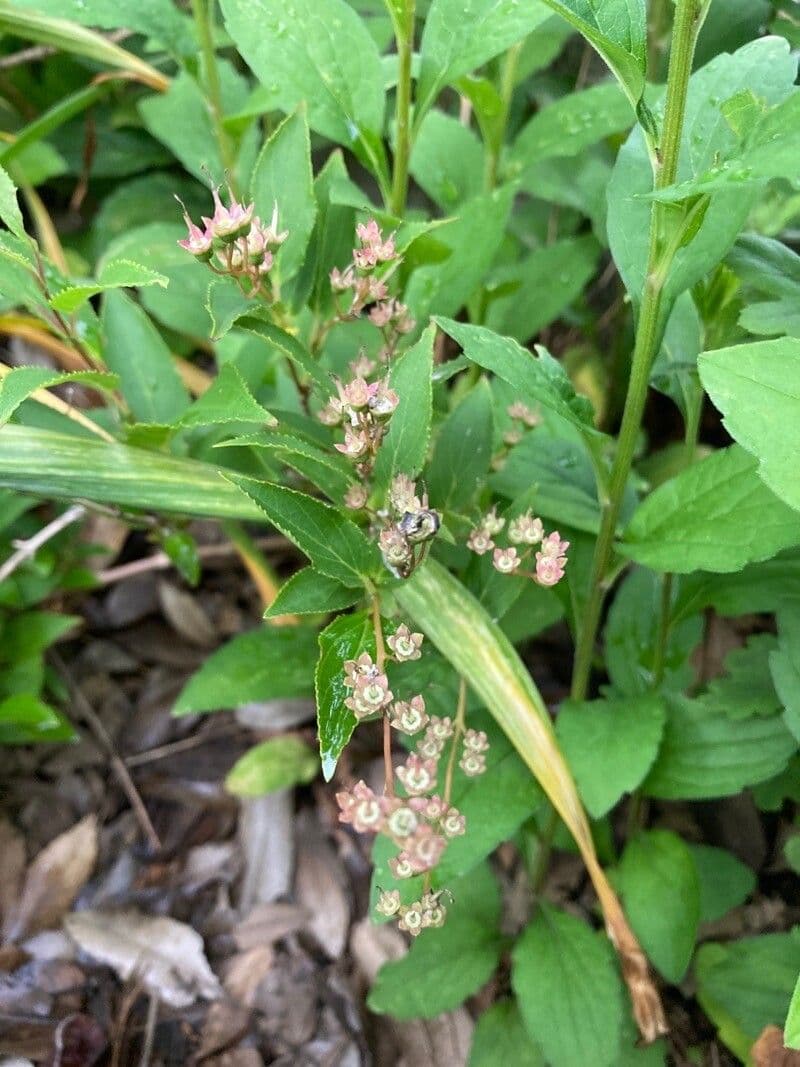 Deutzia gracilis