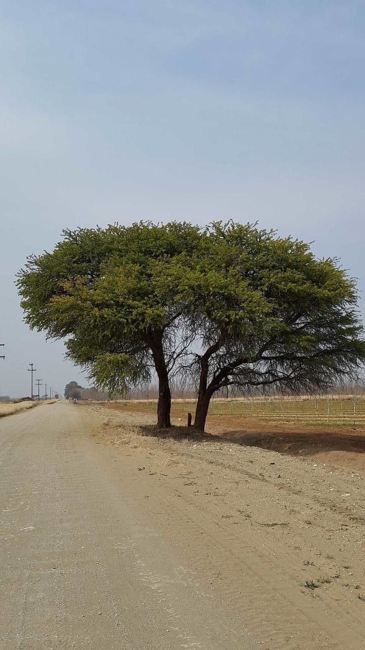 Acacia erioloba 12