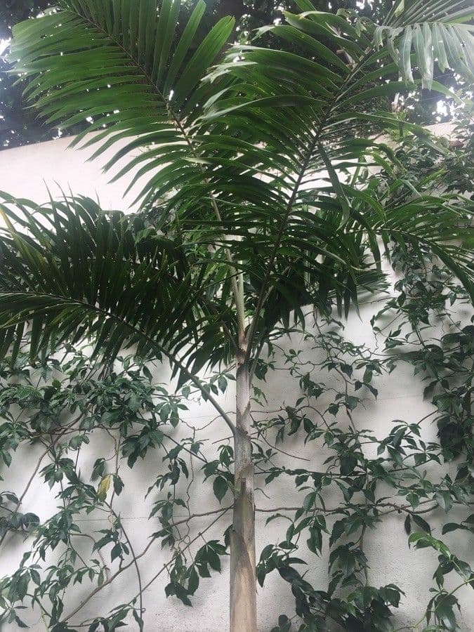Dypsis 4