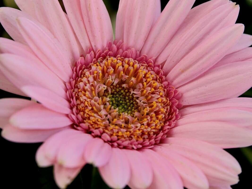 Gerbera Jamesonii 23
