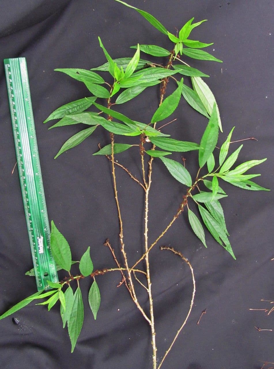 Phenax 6
