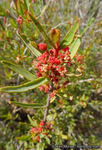 Tetracoccus 4