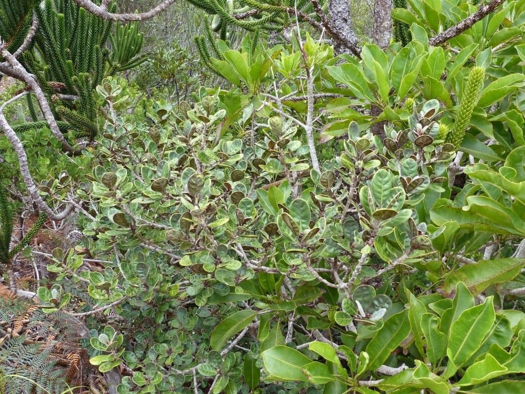 Planchonella 6