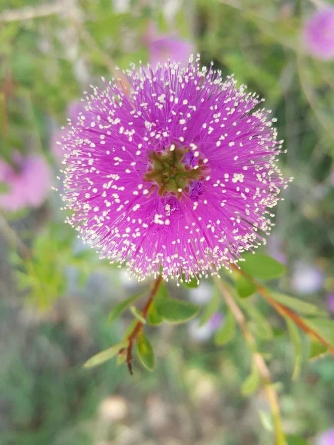 Melaleuca 10
