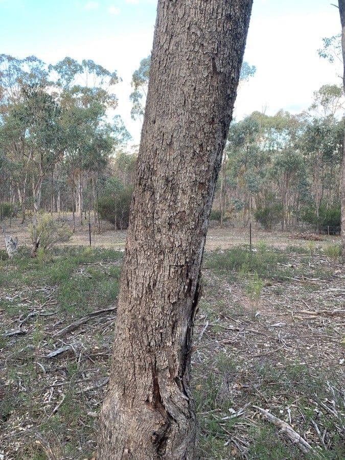 Eucalyptus microcarpa 9