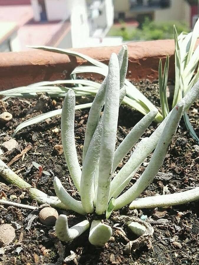 Dudleya densiflora 10