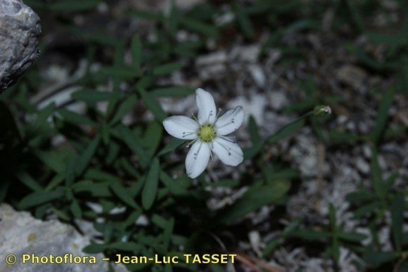 Moehringia 2