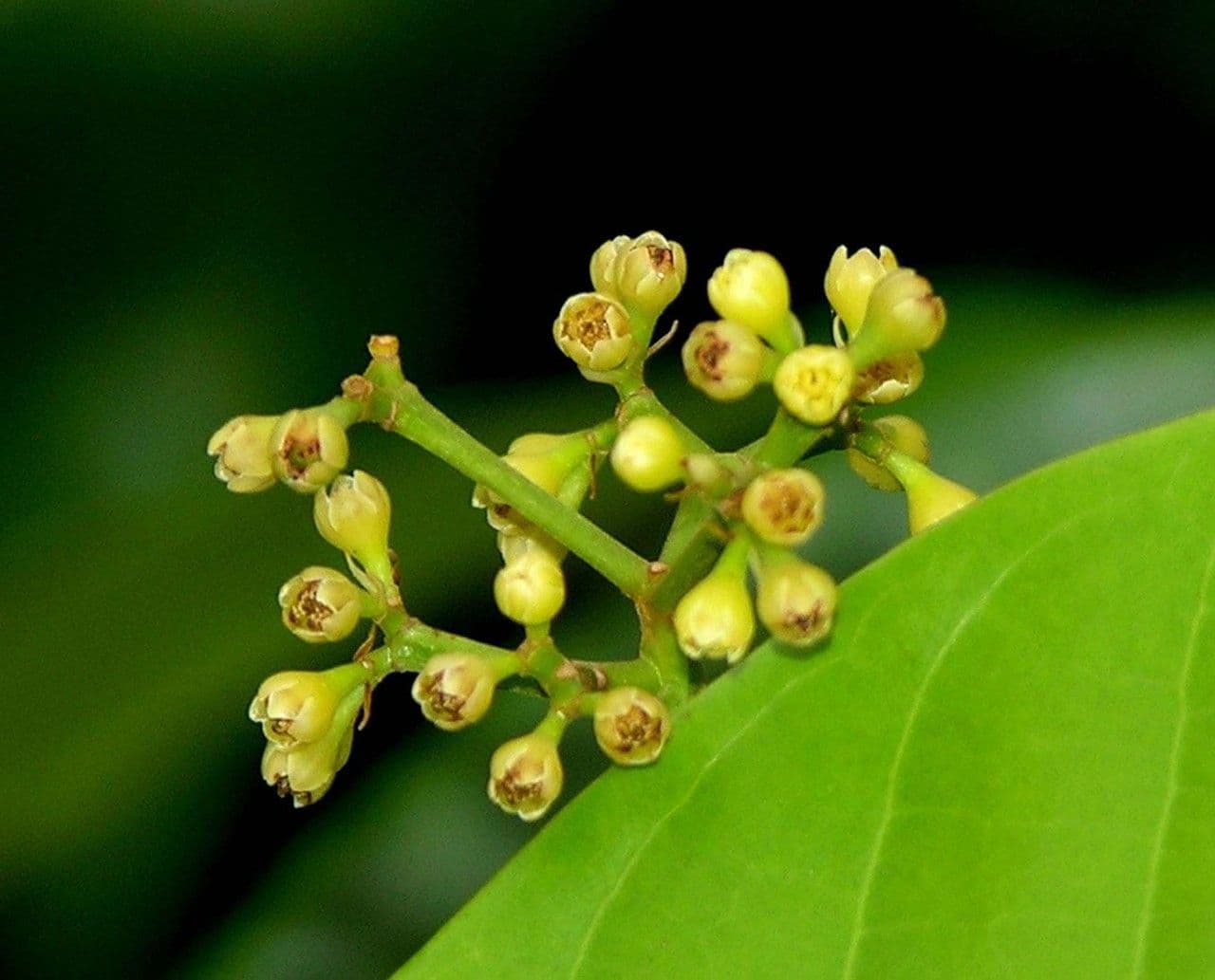Ocotea pentagonale