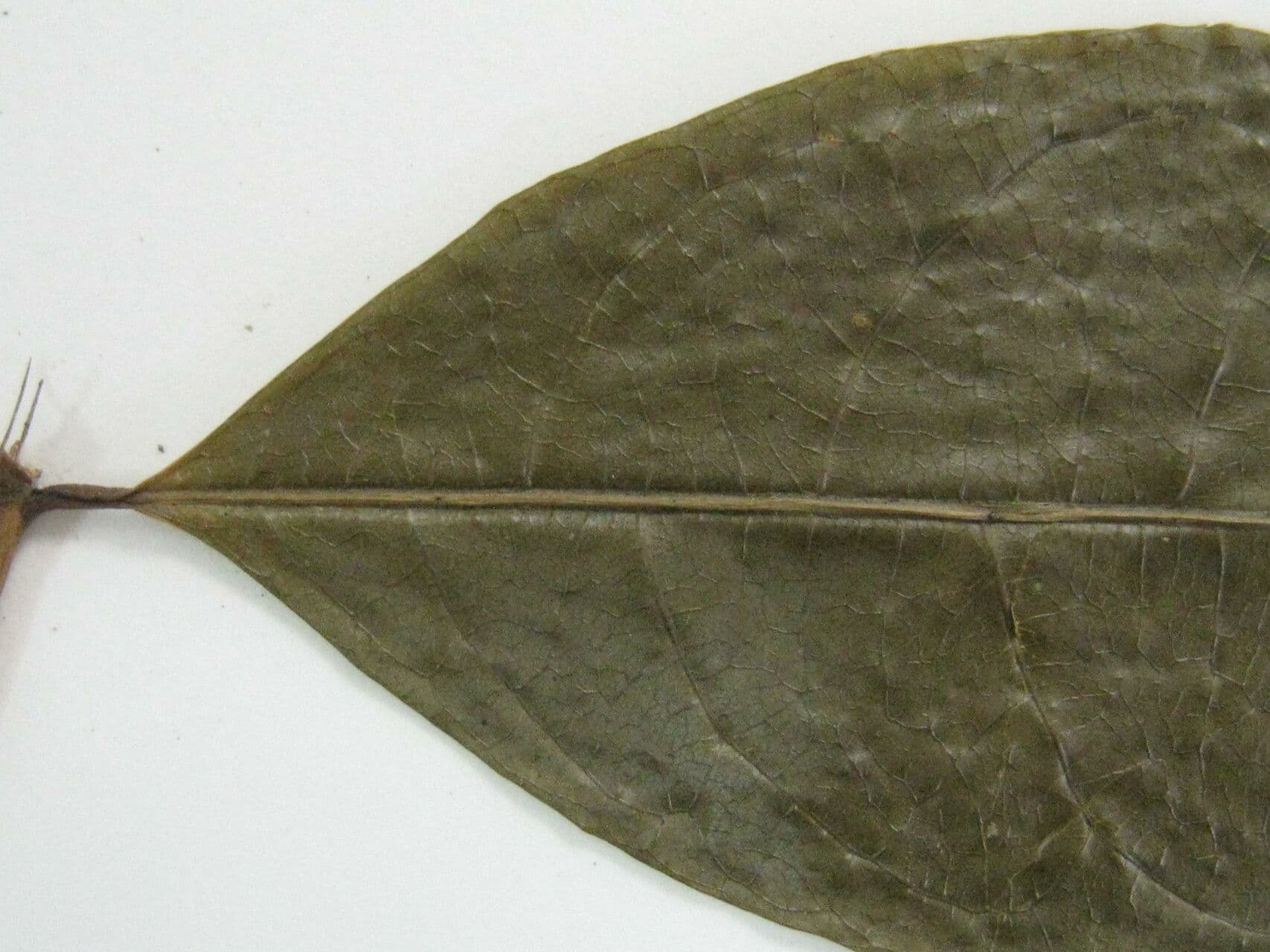 Faramea 3