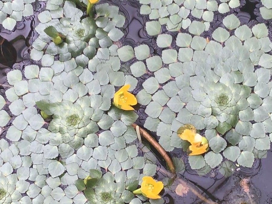 Ludwigia