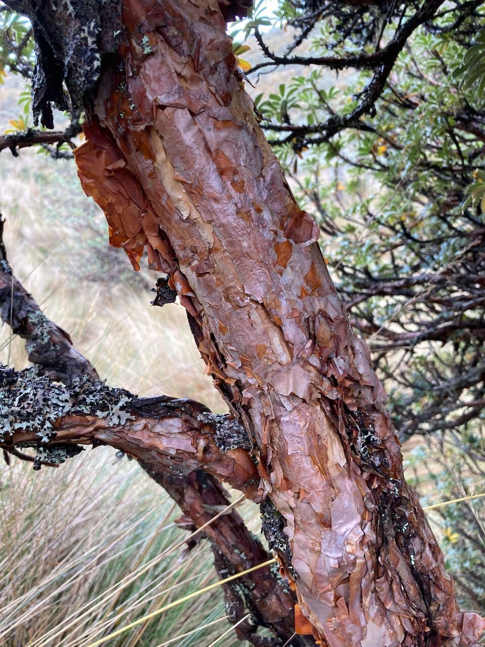 Polylepis sericea 10