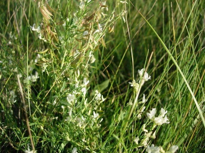 Astragalo