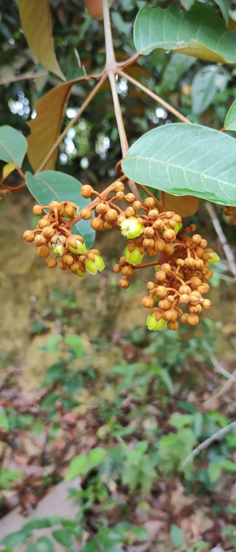 Vismia baccifera 4