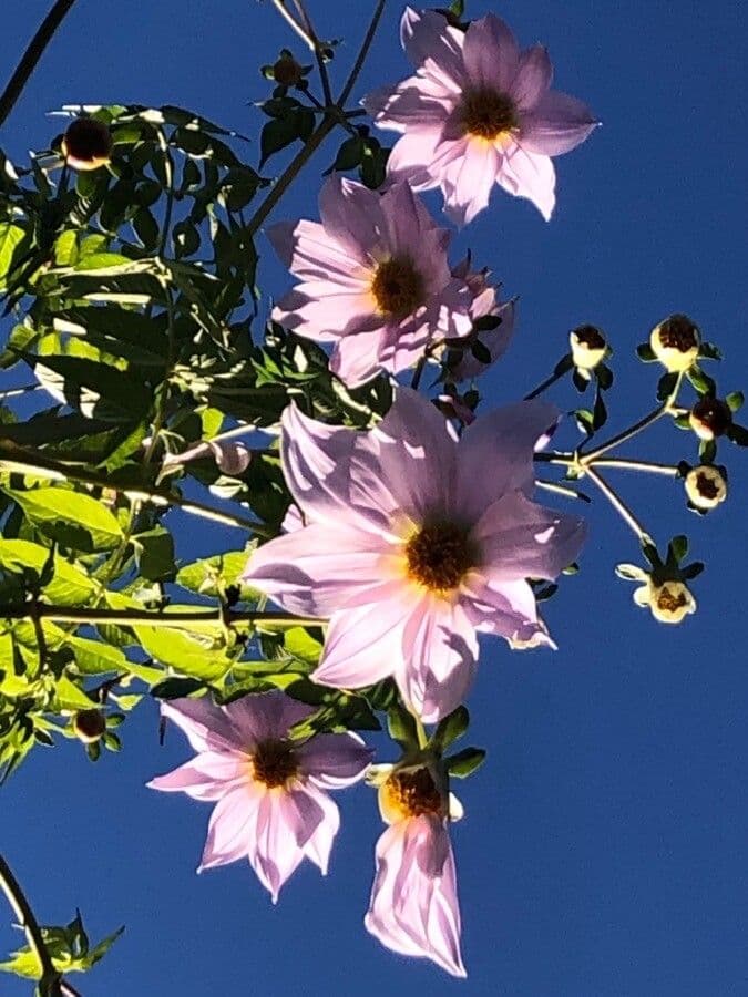 Dalia 2