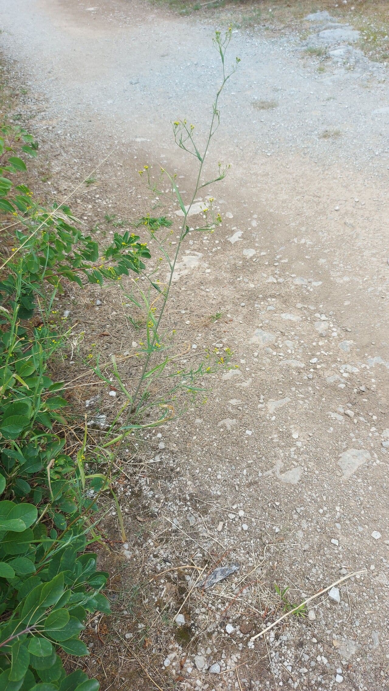 Bupleurum 26