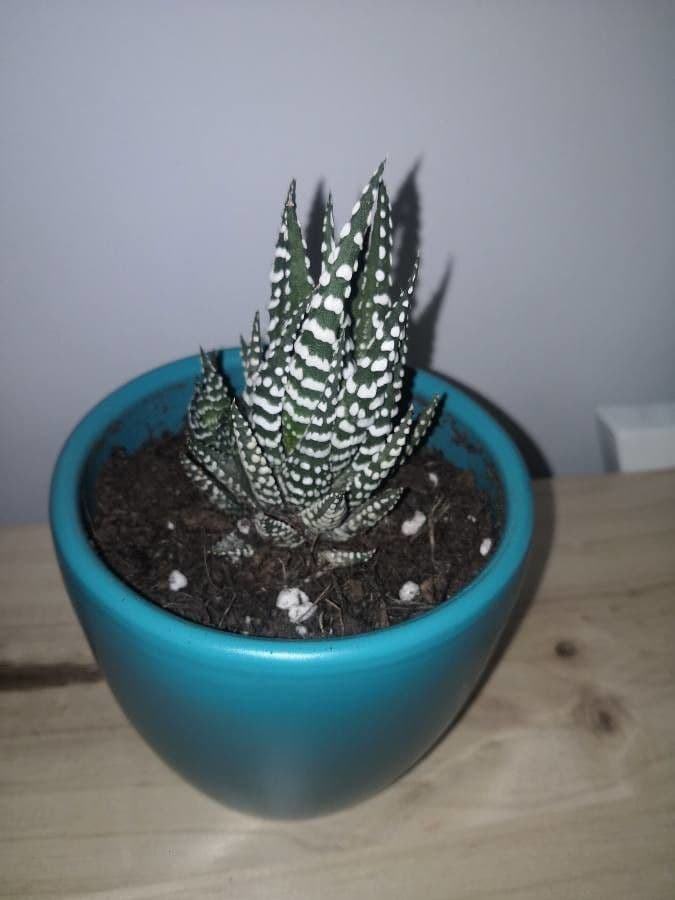 Pianta zebra 9