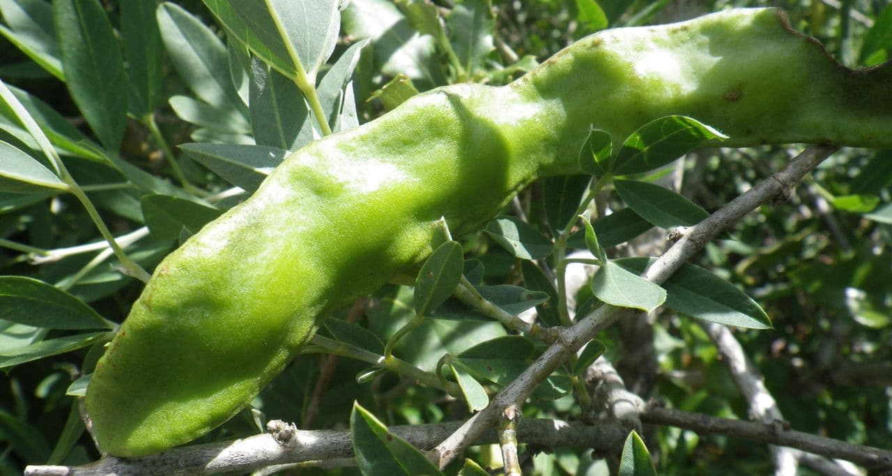 Anagyris fetida