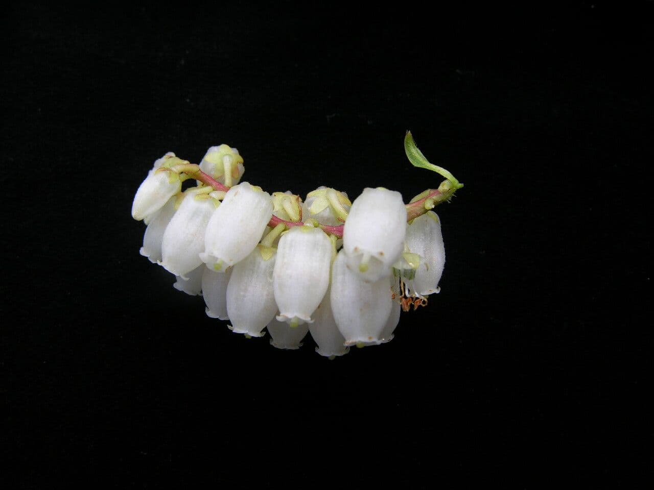 Lyonia 3