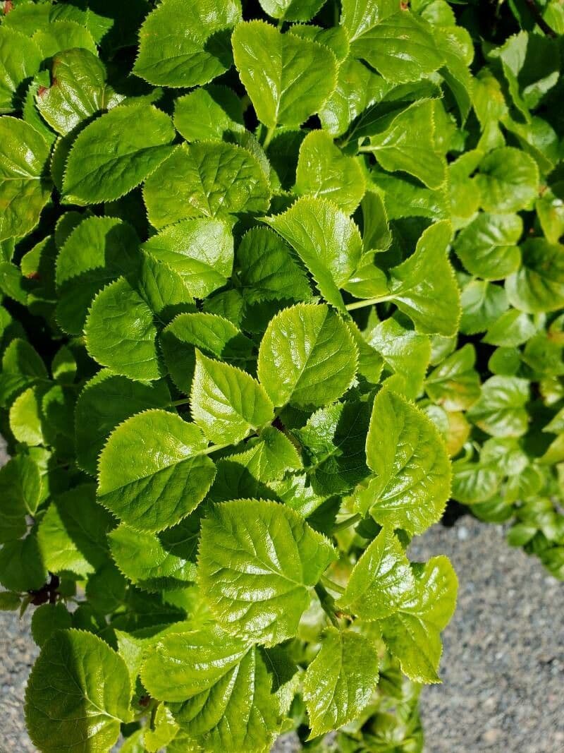 Hortenzie 8