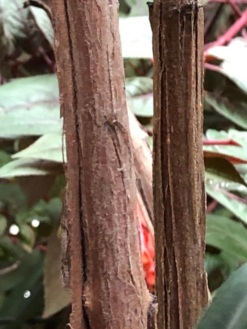 Fuchsien 24