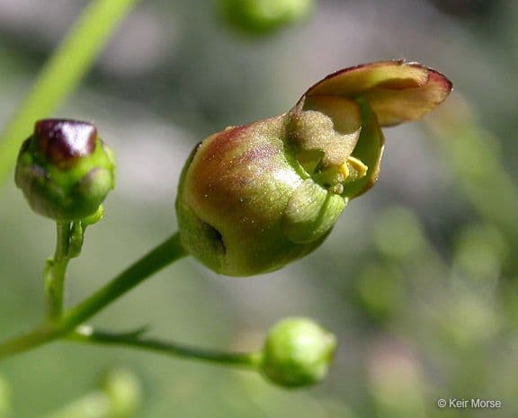 Scrofularia lanceolata