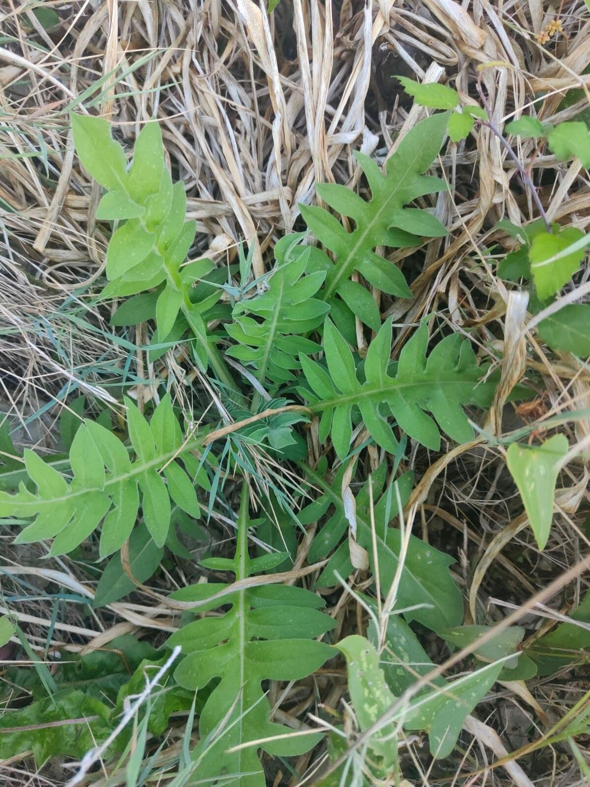Klasea radiata 11