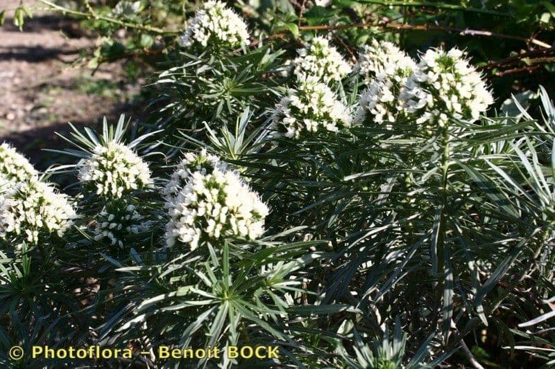 Echium 18