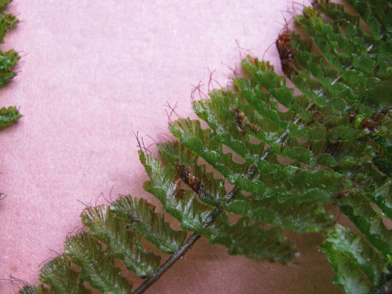 Trichomanes 9