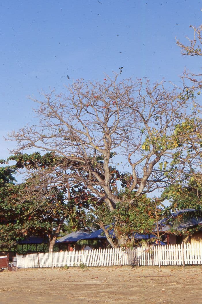 Eritrina variegata 9