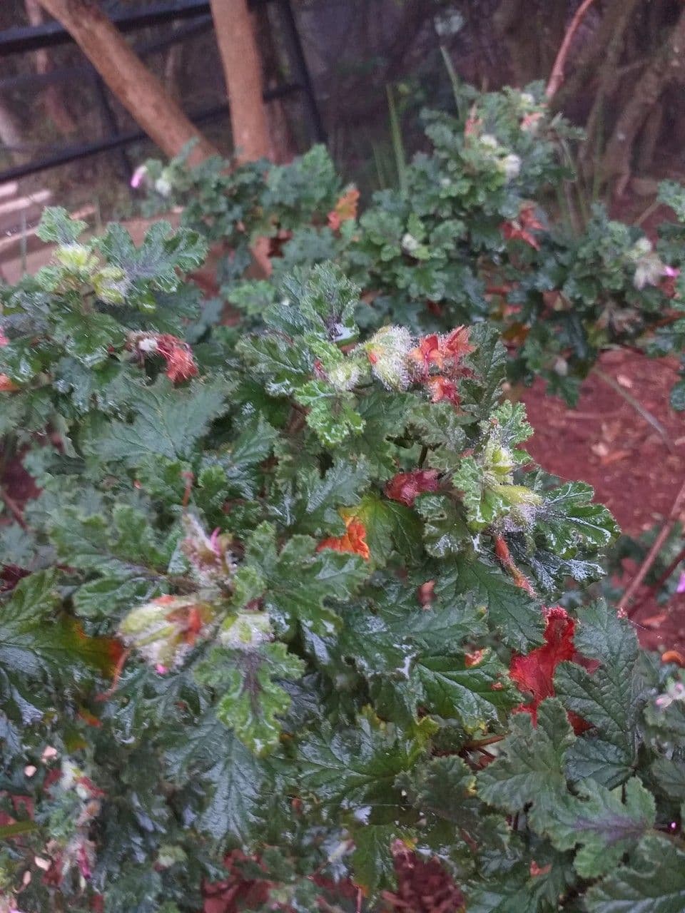 Eichenblättrige Pelargonie 9