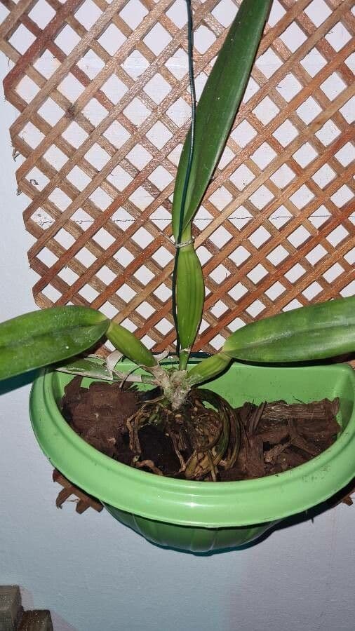 Orchidea 8