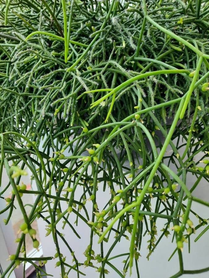 Rhipsalis 10