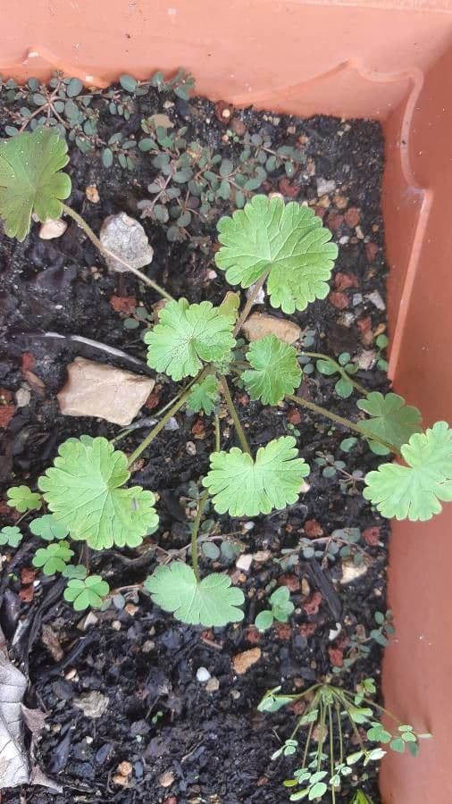 Géranium à feuilles rondes 26